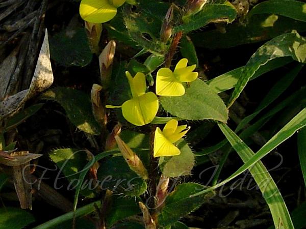 Fuzzy Fruited Rattlepod